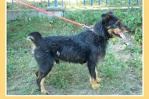 1,5roku,średni 15kg,łagodny,towarzyski,tulaśny pie