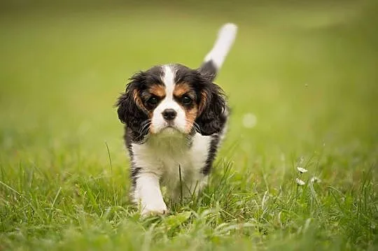 Cavalier King Charles Spaniel szczenięta z rodowod, Iława