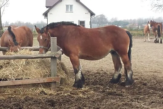 Klacz zimnokrwista po Ard. Szwedzkim 4 lata źrebna, , Łuszczów Drugi