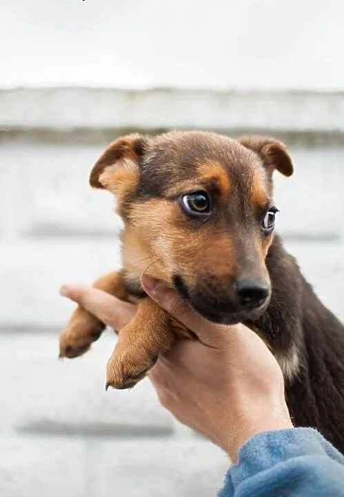 Szczeniaczki do adopcji, łódzkie Łódź