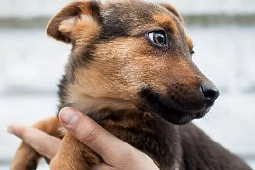 Szczeniaczki do adopcji,  łódzkie Łódź