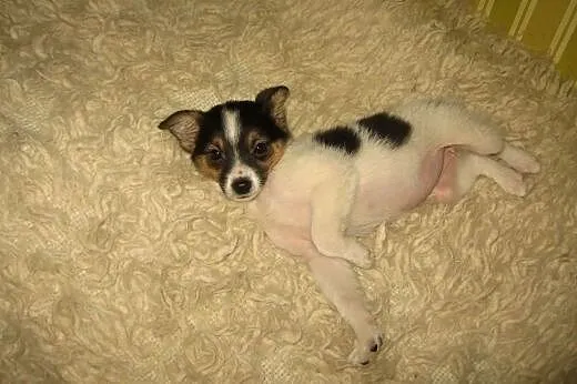 SISI 10 tyg,bedzie mała,adopcja!!,  świętokrzyskie