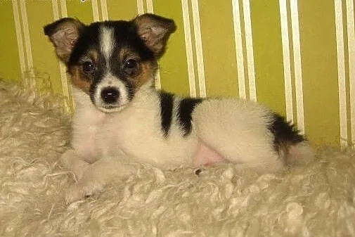 SISI 10 tyg,bedzie mała,adopcja!!,  świętokrzyskie