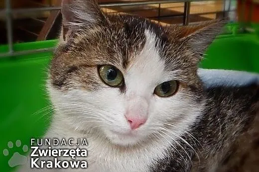 Milka bardzo miła koteczka,  małopolskie Kraków