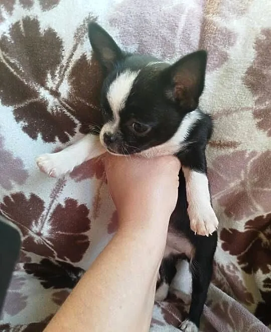 Piesek chihuahua, Mazowieckie, Płońsk