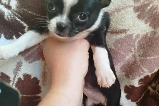 Piesek chihuahua, Mazowieckie, Płońsk