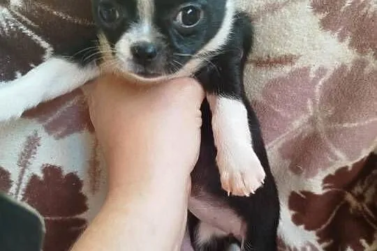 Piesek chihuahua, Mazowieckie, Płońsk