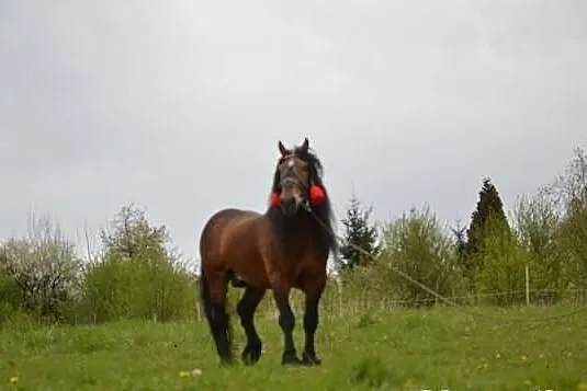 Stanówka