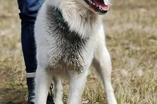 wspanialy Sniezek do adopcji, łódzkie Łódź