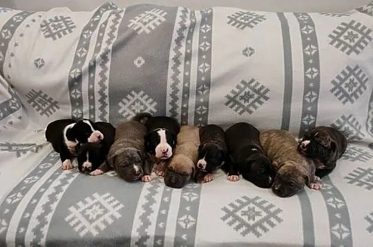 Amstaff suczka i piesek szczeniaki American Staffordshire Terrier