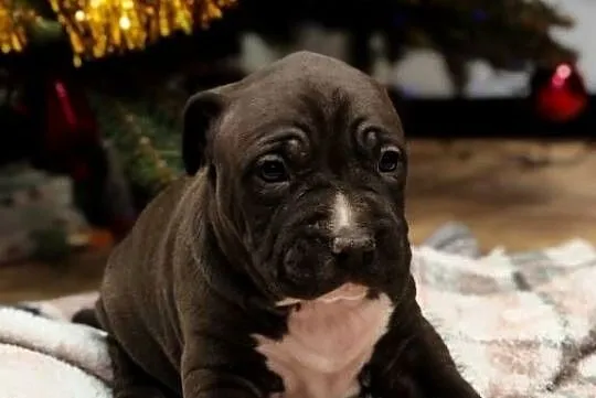 Amstaff suczka i piesek szczeniaki American Staffordshire Terrier, Mazowieckie, Wólka-Przekory