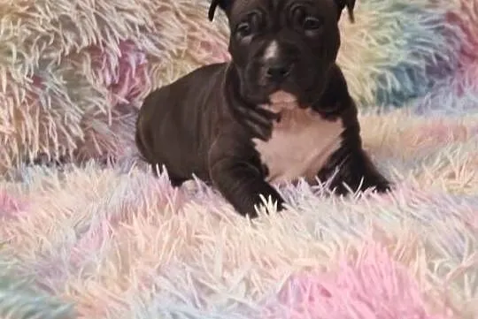 Amstaff suczka i piesek szczeniaki American Staffordshire Terrier, Mazowieckie, Wólka-Przekory