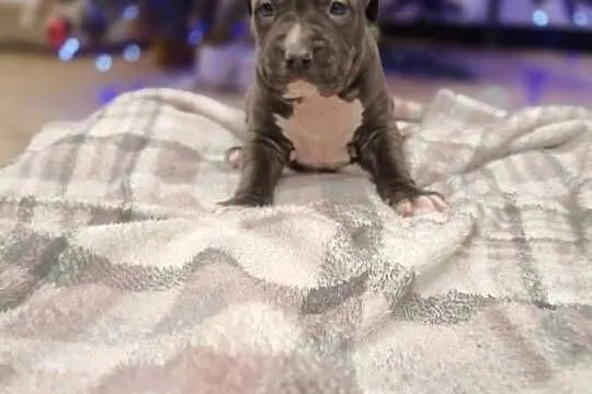 Amstaff suczka i piesek szczeniaki American Staffordshire Terrier, Mazowieckie, Wólka-Przekory