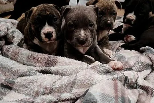 Amstaff suczka i piesek szczeniaki American Staffordshire Terrier, Mazowieckie, Wólka-Przekory
