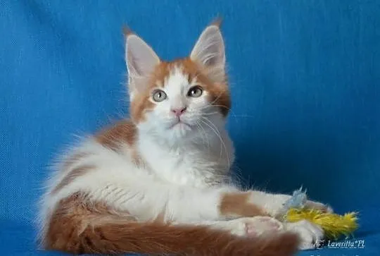 Kocurek maine coon