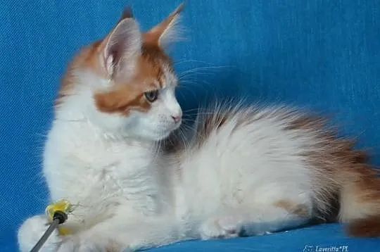 Kocurek maine coon