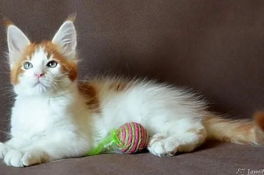 Kocurek maine coon