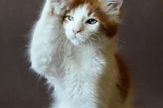 Kocurek maine coon