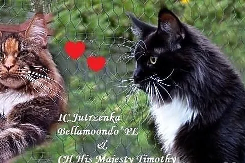 Kocurek maine coon