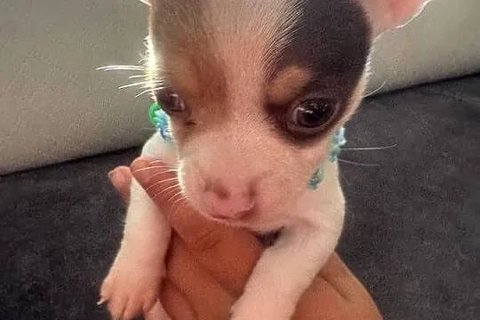 Chihuahua