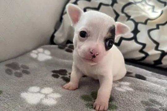 Chihuahua, Małopolskie, Gorlice