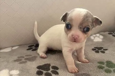 Chihuahua, Małopolskie, Gorlice