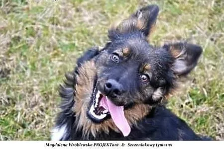 Wesoły i kontaktowy Teo, 7miesięczny psiak do adopcji, Kundelki cała Polska