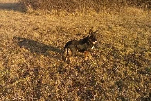 Wesoły i kontaktowy Teo, 7miesięczny psiak do adop