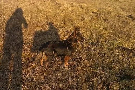 Wesoły i kontaktowy Teo, 7miesięczny psiak do adop