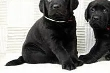 Labrador - szczeniaki - Czekoladowe - Czarne ,  ma