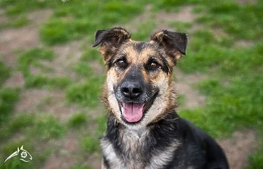 Leoś młody psiak poleca się do adopcji!, dolnoślą
