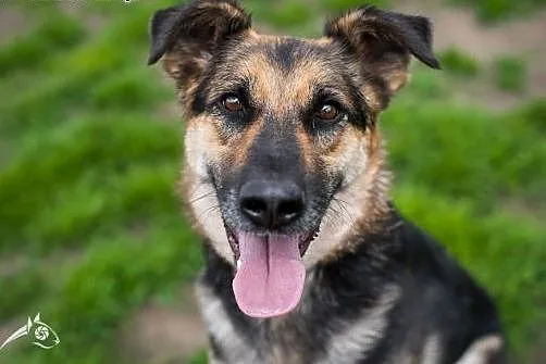 Leoś młody psiak poleca się do adopcji!,  dolnoślą