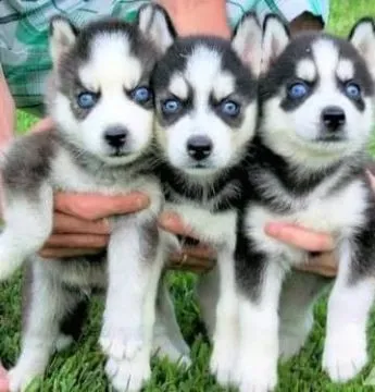 Husky syberyjski Szczenięta GOTOWE OD ZARAZ do kochających domów.