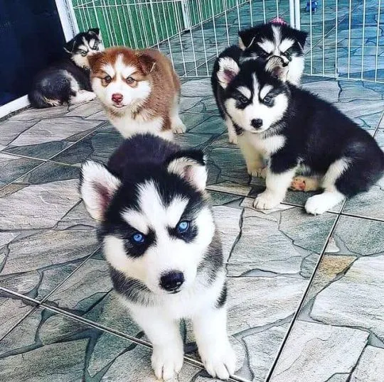 Husky syberyjski Szczenięta GOTOWE OD ZARAZ do kochających domów., , Świdnica