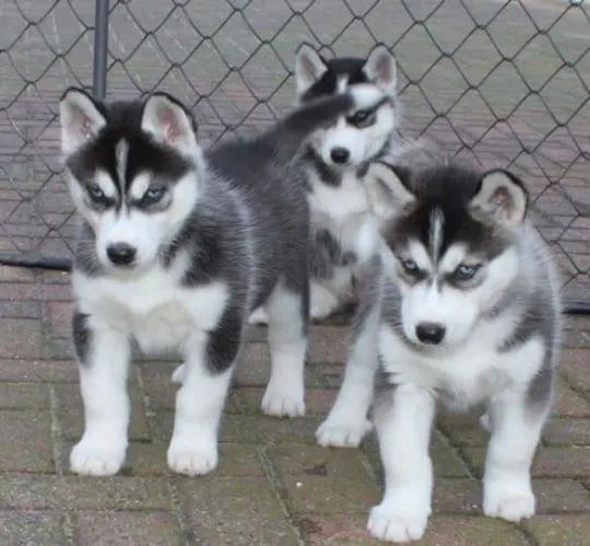 Husky syberyjski Szczenięta GOTOWE OD ZARAZ do kochających domów., , Świdnica