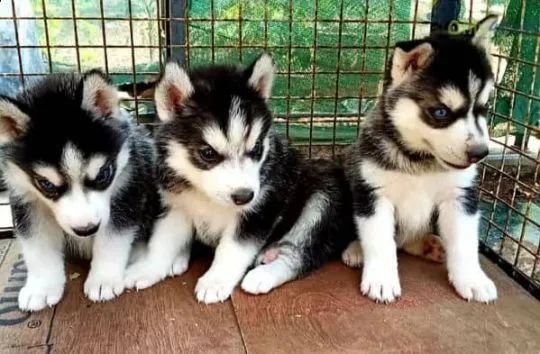 Husky syberyjski Szczenięta GOTOWE OD ZARAZ do kochających domów., , Świdnica