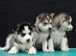 Husky syberyjski Szczenięta GOTOWE OD ZARAZ do kochających domów., , Świdnica