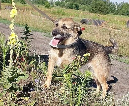 Nuka pięknie prosi o kochajacy dom., śląskie Rybn