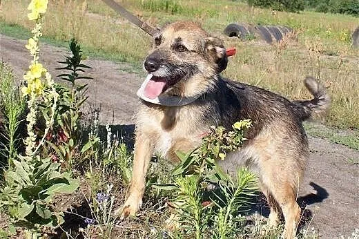 Nuka pięknie prosi o kochajacy dom.,  śląskie Rybn