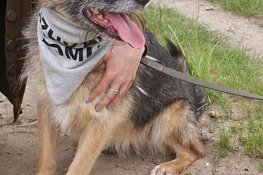 Nuka pięknie prosi o kochajacy dom.,  śląskie Rybn