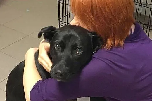 Salva - młody, średni pies - do adopcji ,  mazowieckie Warszawa