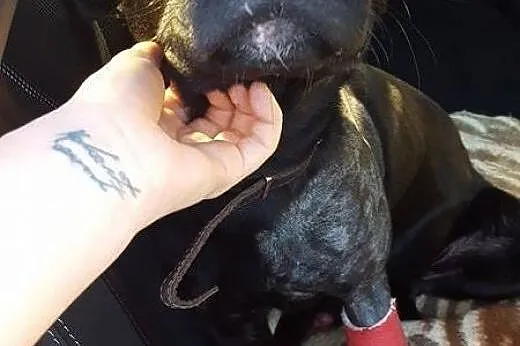 Salva - młody, średni pies - do adopcji ,  mazowie