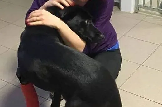 Salva - młody, średni pies - do adopcji ,  mazowie