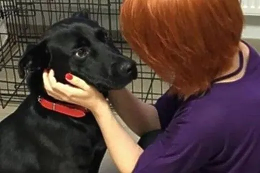 Salva - młody, średni pies - do adopcji ,  mazowie