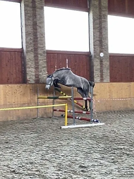 Młoda klacz do sportu Carino D/Cornet Obolensky Thalia de Quidam/Quidam De Revel od hodowcy, ,