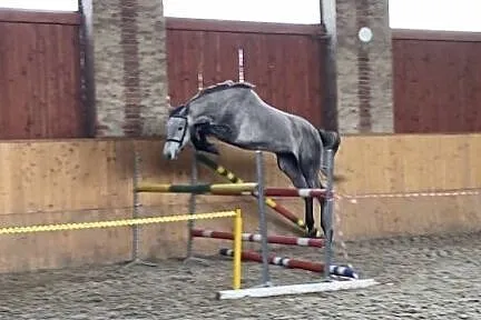 Młoda klacz do sportu Carino D/Cornet Obolensky Thalia de Quidam/Quidam De Revel od hodowcy, , 