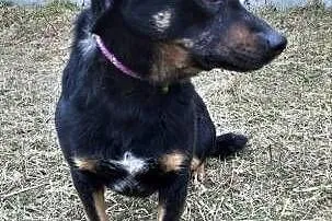 MRÓWKA - oddana jak śmieć do schroniska po 2 latach od adopcji; szuka domu,  wielkopolskie Poznań, Wielkopolskie, Poznań
