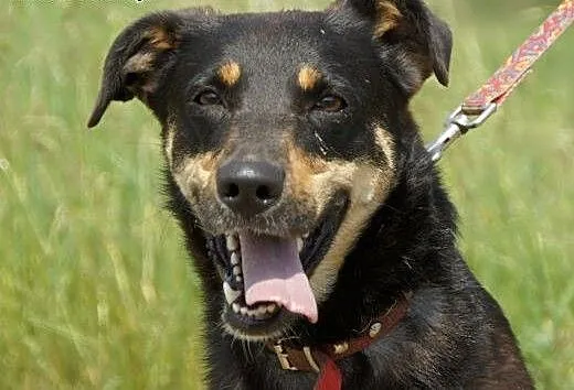 Lena :) suczka, adopcja, lubuskie Gorzów Wielkopo