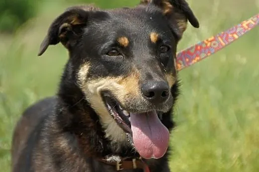 Lena :) suczka, adopcja,  lubuskie Gorzów Wielkopo