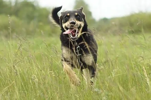 Lena :) suczka, adopcja,  lubuskie Gorzów Wielkopo